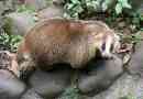 Japán badger - a legkisebb a fickó között